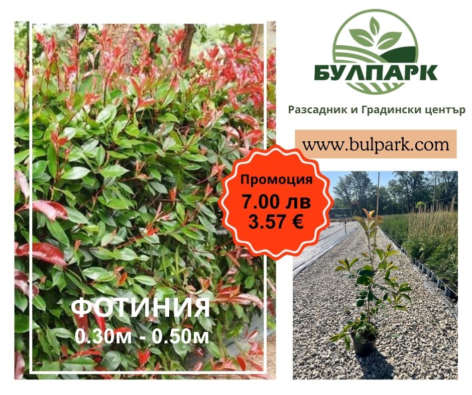 Фотиния Red Robin