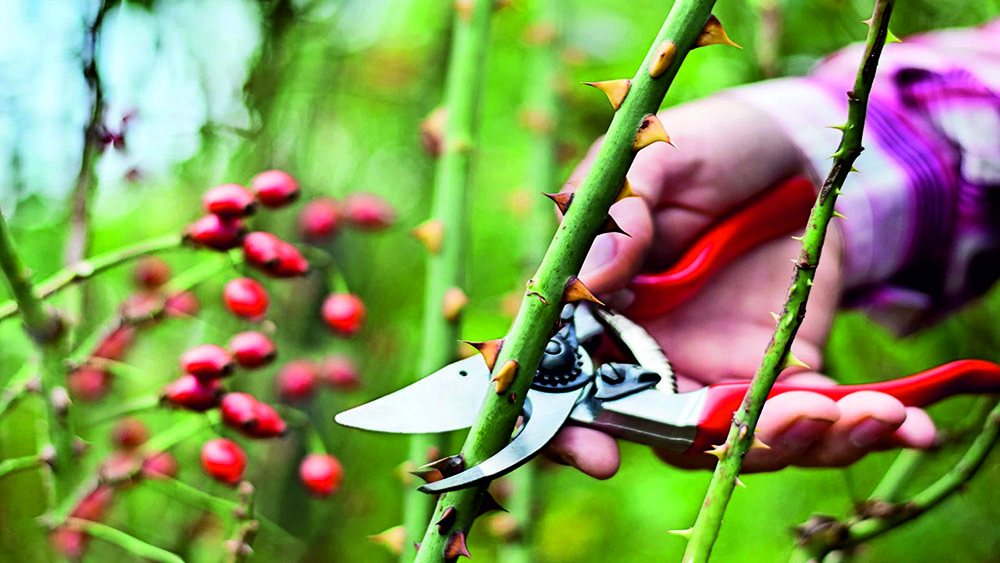 Розите за зимата